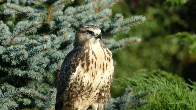 A juvenile red-tailed hawk on the tree