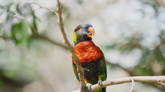 A Rainbow Lorikeet on a branch