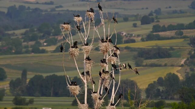 A group of Great Cormorants perched on the bare tree