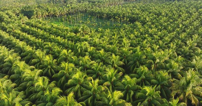 Aerial footage of king coconut fruits grow on tree