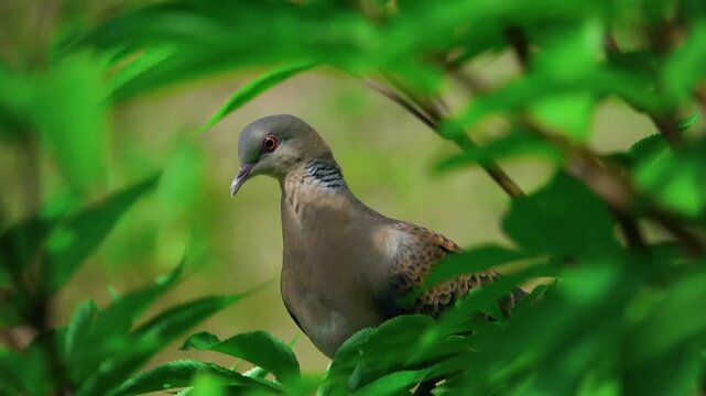 A European turtle dove on the tree