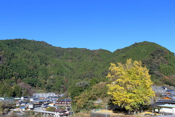 長者地区を静かに見守る大銀杏　秋麗　（高知県　仁淀川町）