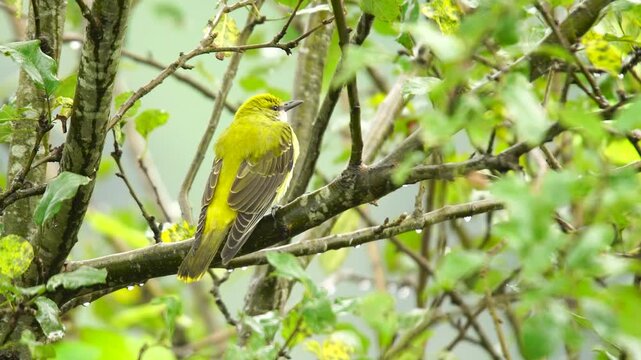 A Black-naped Oriole on the tree