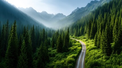 A winding road meanders through a mist-covered forest of evergreen trees, presenting a sense of adventure and the beauty of nature's untouched wilderness.