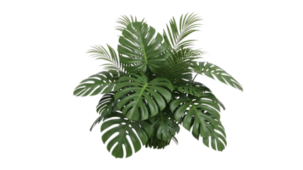Lush green monstera and palm leaves, with white outlines, isolated on white or transparent background. PNG