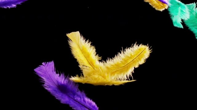Vibrantly colored feather falling down on a black backgorund, slow motion