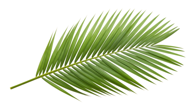 Vibrant green palm frond, with pointed leaflets against a dark background, isolated on white or transparent background. PNG