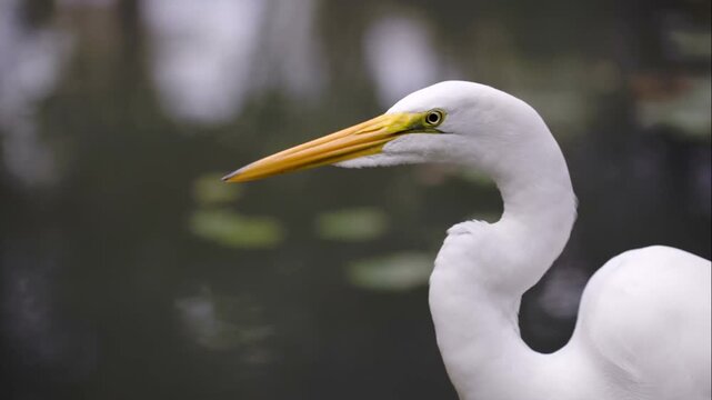 The great egret standing near water and looking