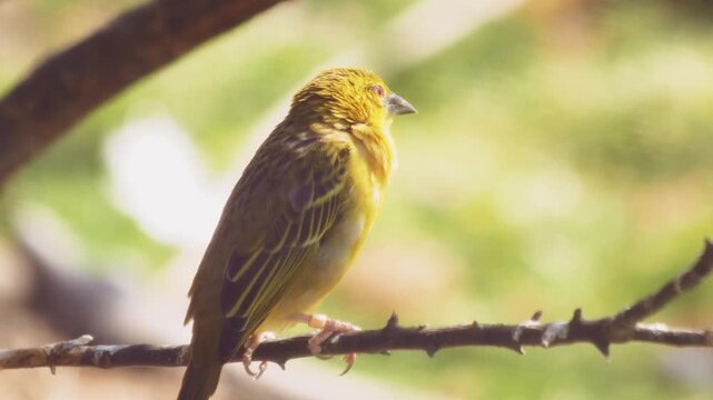 The yellow warbler perching in a tree and flying away