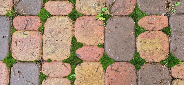 Close up view of weathered paving stone path with green moss growing between the bricks, for outdoor design and garden texture.