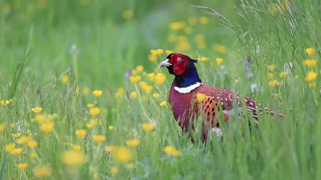 A ring-necked pheasant in grassy meadow