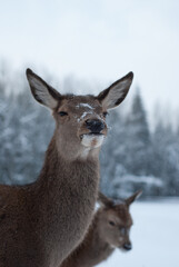 Dear standing in snowy forest during winter.
