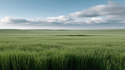Fototapeta premium Serene green field with tall grass under blue sky and clouds, peaceful landscape, natural outdoor scenery