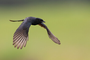 Black Drongo in flight with a clean background, close-up of the bird