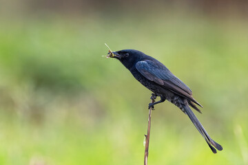 Black  Drongo perched with an insect in its beak
