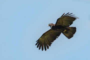 Black eagle,Ictinaetus malaiensis, fly view from the side