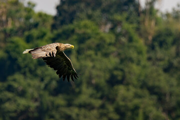 White-tailed eagle in flight in Taiwan