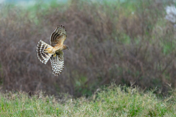 Hen Harrier looking for prey in the field