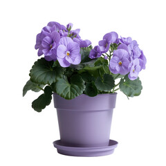 Purple flowering plant in a soft lavender pot placed against a white background showcasing its vibrant blooms on transparent background