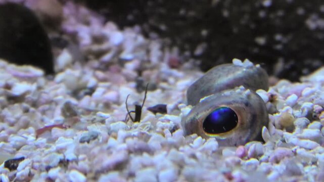 Pleuronectes platessa