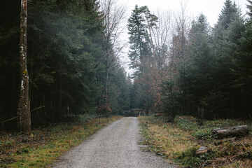 Fototapeta premium Twisting gravel road or footpath winding through a dense forest. Moody, gray, gloomy winter day, wide angle view, no people