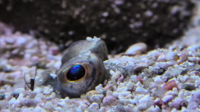 Scholle liegt gut getarnt im Meeresgrund, nur Augen sind zu sehen, Makroaufnahme, Pleuronectes platessa