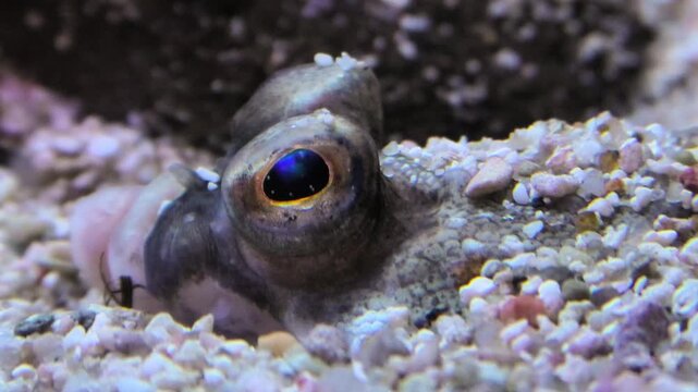 Scholle taucht am Meeresgrund aus Tarnung auf, Auge, Makroaufnahme, Unterwasser, Pleuronectes platessa, Unterwasser, Pleuronectes platessa
