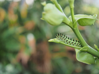 キアゲハの幼虫