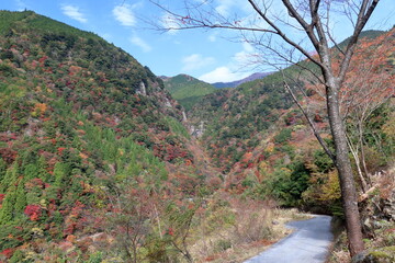 桜の木と大荒の滝もみじ峡　（高知県　香美市）