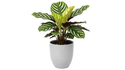Obraz premium A beautiful calathea plant with striking green and white striped leaves in a white pot
