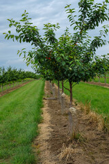 Naklejka premium A well-maintained young cherry orchard. Sheep wool is attached to each tree as a natural repellent to protect the cherries from deer and other wildlife.