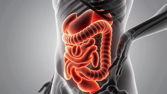 Ilustrasi 3D anatomi medis manusia, menunjukkan hati dan tulang belakang dengan nyeri pada persendian bahu dan lutut