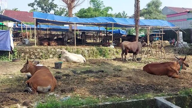Cattle or cows animal market atmosphere ahead of Eid al-Adha. Muslim sacrifices.