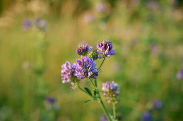 Flowering purple alfalfa (Medicago sativa) plant on green field.