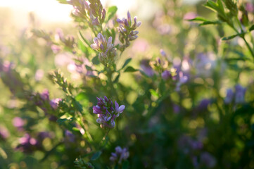 Flowering purple alfalfa (Medicago sativa) plant on green field.