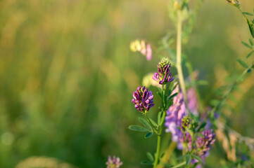 Flowering purple alfalfa (Medicago sativa) plant on green field.
