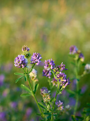 Flowering purple alfalfa (Medicago sativa) plant on green field.
