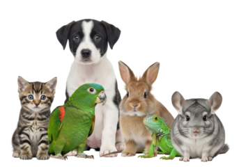 Groomed puppy, kitten, rabbit, parrot, iguana, chinchilla calmly posing in a professional white studio, eye-level, sharp focus. concept of pet companionship