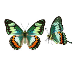 Obraz premium Two urania-like butterflies, one spread, one folded, with iridescent patterns on transparent background, copy space, soft light, concept of nature's delicate beauty.