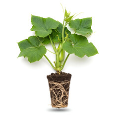 Bottle gourd leaves plant with roots isolated