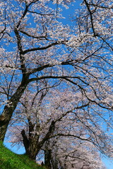 舟川べり桜並木。朝日、富山、日本。4月上旬。
