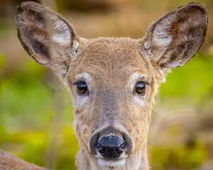 portrait of a deer