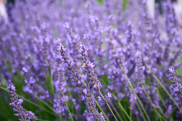 Obraz premium Lavender flowers in flower garden.