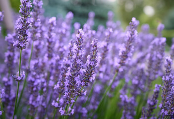 Lavender flowers in flower garden.