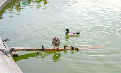 Ducks and ducklings on the water. Sweet baby ducks. 