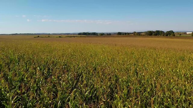 corn field in the summer