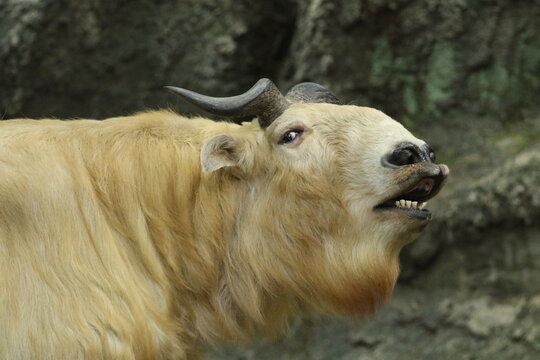 Golden Takin Showing a Flehmen Response