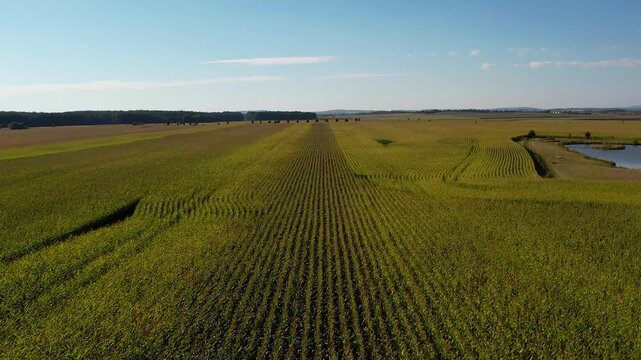 field in autumn
