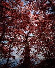 red autumn trees