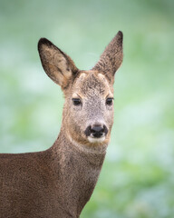 Mammal - female roe deer Capreolus capreolus Majestic roe deer, capreolus capreolus, approaching on green field in autumn, portarait close up animal